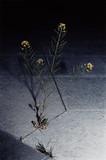 Brassica Napus, 2003