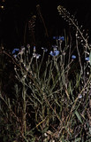 Centaurea Cyanus, 2004
